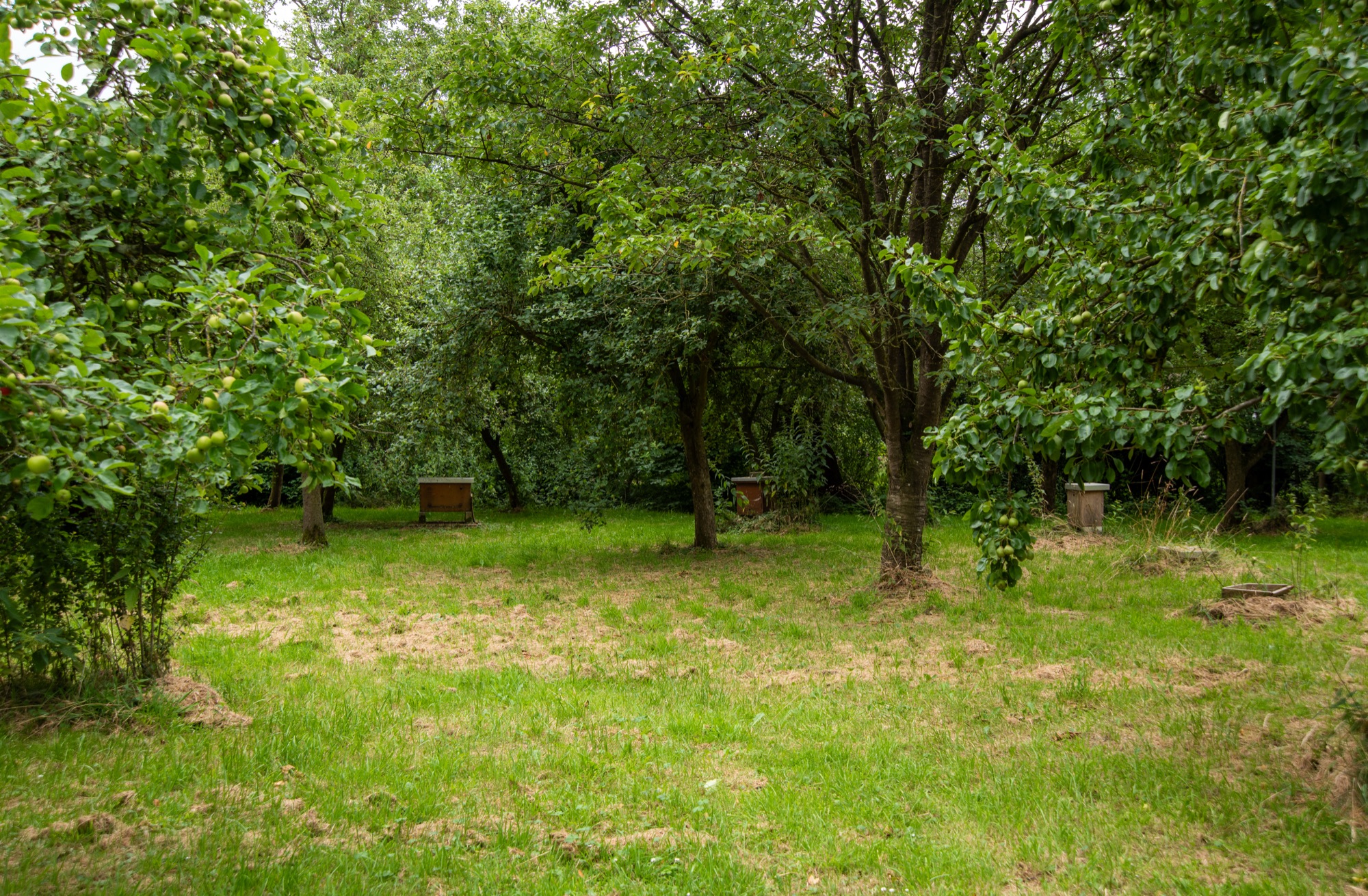 Bijenkasten tussen de bomen achter het huis van Albert Muller